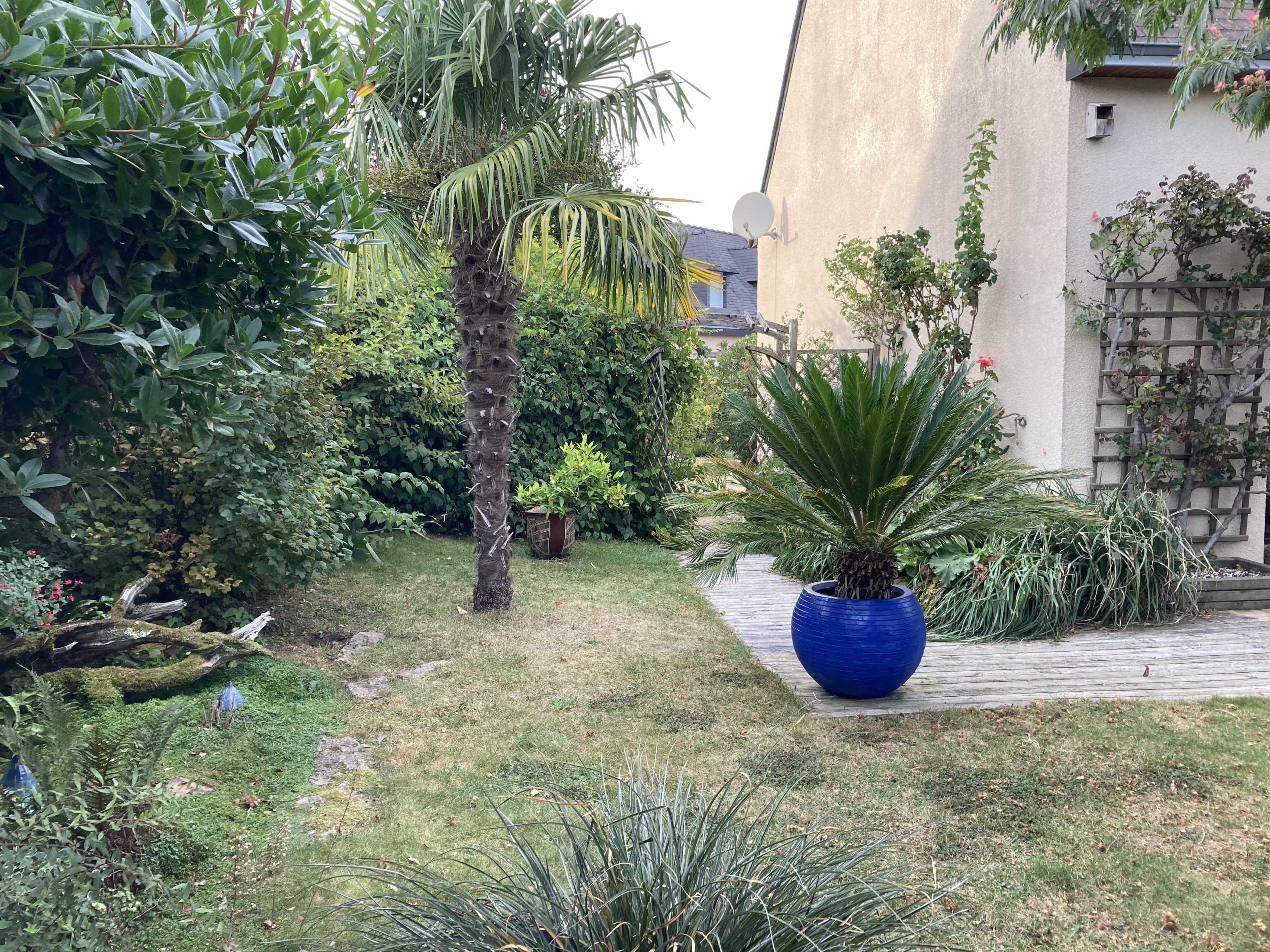 ancien jardin avec palmier et terrasse bois remplacé par un spa de nage