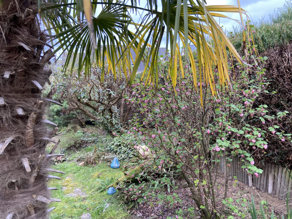 ancienne haie remplacée par une clôture vénitienne bois exotique et poteaux aluminium
